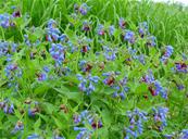 SYMPHYTUM 'BOCKING 14'