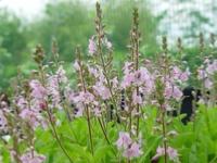 VERONICA X CANTIANA 'KENTISH PINK'