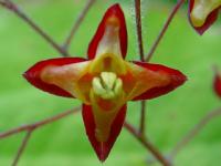 EPIMEDIUM ALPINUM