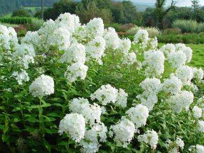 PHLOX PANICULATA 'FUJIYAMA'