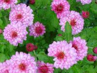 CHRYSANTHEMUM INDICUM 'MEI KYO'