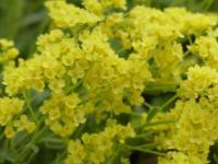 AURINA SAXATILE ‘SULPHUREUM’