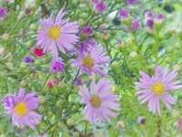 ASTER PRINGLEI 'PINK STAR'