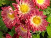CHRYSANTHEMUM 'ROTBRAUN'
