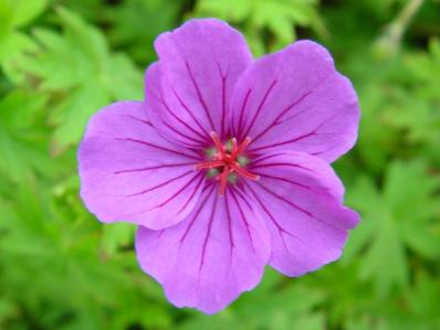 GERANIUM 'DILYS'