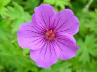GERANIUM 'DILYS'