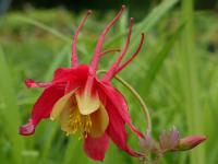 AQUILEGIA CAERULEA ‘KORALLE’ 