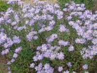 ASTER FRIKARTII 'MÖNCH'