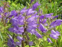 CAMPANULA MACRANTHA