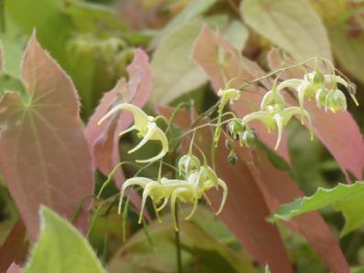 EPIMEDIUM BRIMSTONE BUTTERFLY
