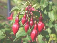 Fuchsia 'Thérèze Dupuis'