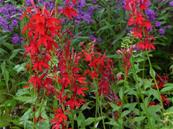 LOBELIA CARDINALIS
