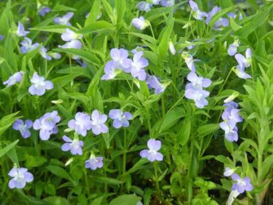 VIOLA ELATIOR ELISABETH'