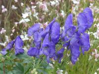 ACONITUM x CARMICHAELII 'ARENDSII'