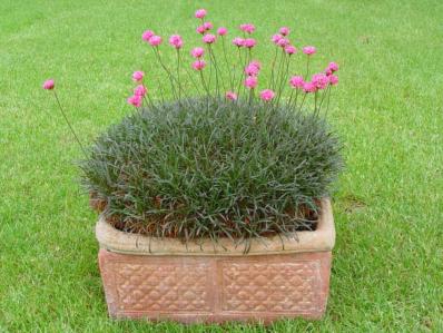 ARMERIA MARITIMA 'RUBRIFOLIA'