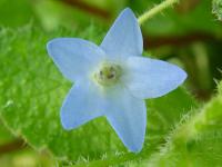 BORAGO LAXIFLORA