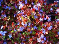 CERATOSTIGMA PLUMBAGINOIDES