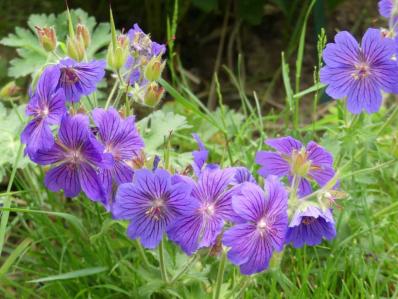 GERANIUM X MAGNIFICUM