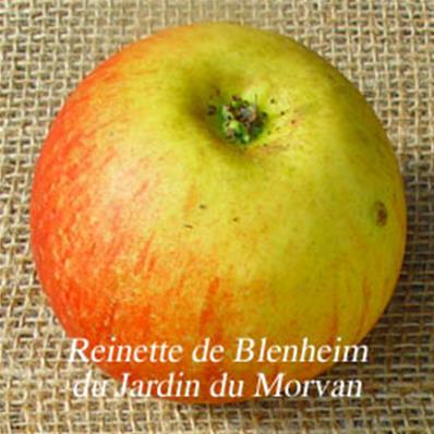 Pommier Reinette de Blenheim