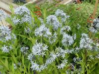 AMSONIA TABERNAEMONTANA