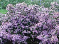 ASTER ERICOIDES 'LOVELY'