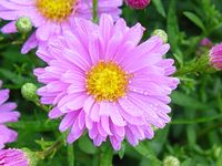 ASTER DUMOSUS 'LITTLE PINK LADY'