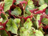 BEGONIA EVANSIANA ‘CLARET JUG’