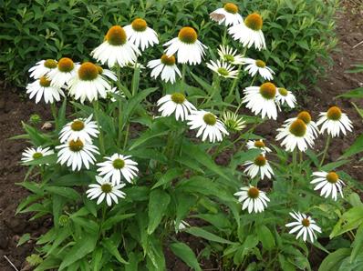 ECHINACEA PURPUREA 'PRIMADONNA WHITE'