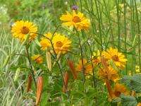 HELIOPSIS HELIANTHOIDES ‘VENUS’ 