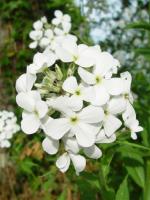 HESPERIS MATRONALIS 'ALBA'