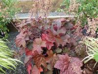 HEUCHERA 'PALACE PURPLE'