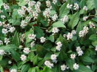 POLYGONATUM TENUICAULE
