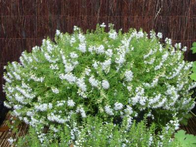 SATUREJA ALTERNIPILOSA