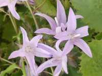 CAMPANULA POSCHARSKYANA LISDUGGAN VARIETY