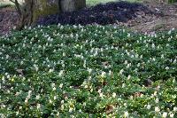 PACHYSANDRA TERMINALIS 'GREEN CARPET'