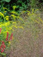 ERAGROSTIS TRICHODES 'SUMMER STRAIN'