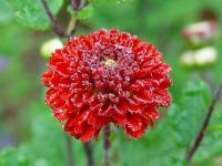 CHRYSANTHEMUM 'JULES LA GRAVERE'