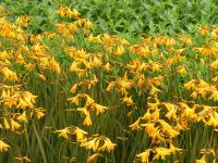 CROCOSMIA CROCOSMIFLORA 'SOLFATARE'