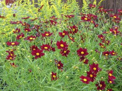 COREOPSIS ‘MERCURY RISING’