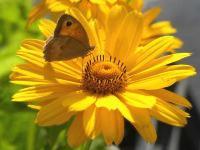HELIOPSIS HELIANTHOIDES ‘VENUS’ 