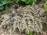 ATHYRIUM NIPONICUM ‘RED BEAUTY’