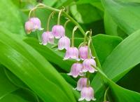 CONVALLARIA MAJALIS 'ROSEA'