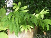 DRYOPTERIS  SIEBOLDII 