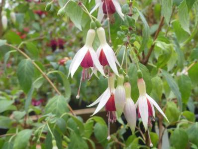 Fuchsia 'Océane'