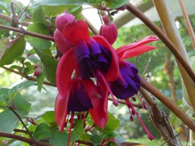 Fuchsia 'Red Shadow'