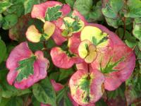 HOUTTUYNIA CORDATA ‘CHAMELEON’ 