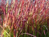 IMPERATA CYLINDRICA ‘RED BARON’