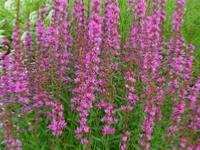 LYTHRUM VIRGATUM 'DROPMORE PURPLE'