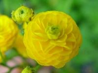 RANUNCULUS ACRIS 'MULTIPLEX'