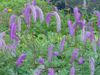 SANGUISORBA ’LITTLE SQUIRREL’